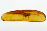 Small Fossil Gall Midge (Cynipoidea?) In Baltic Amber #292574-1